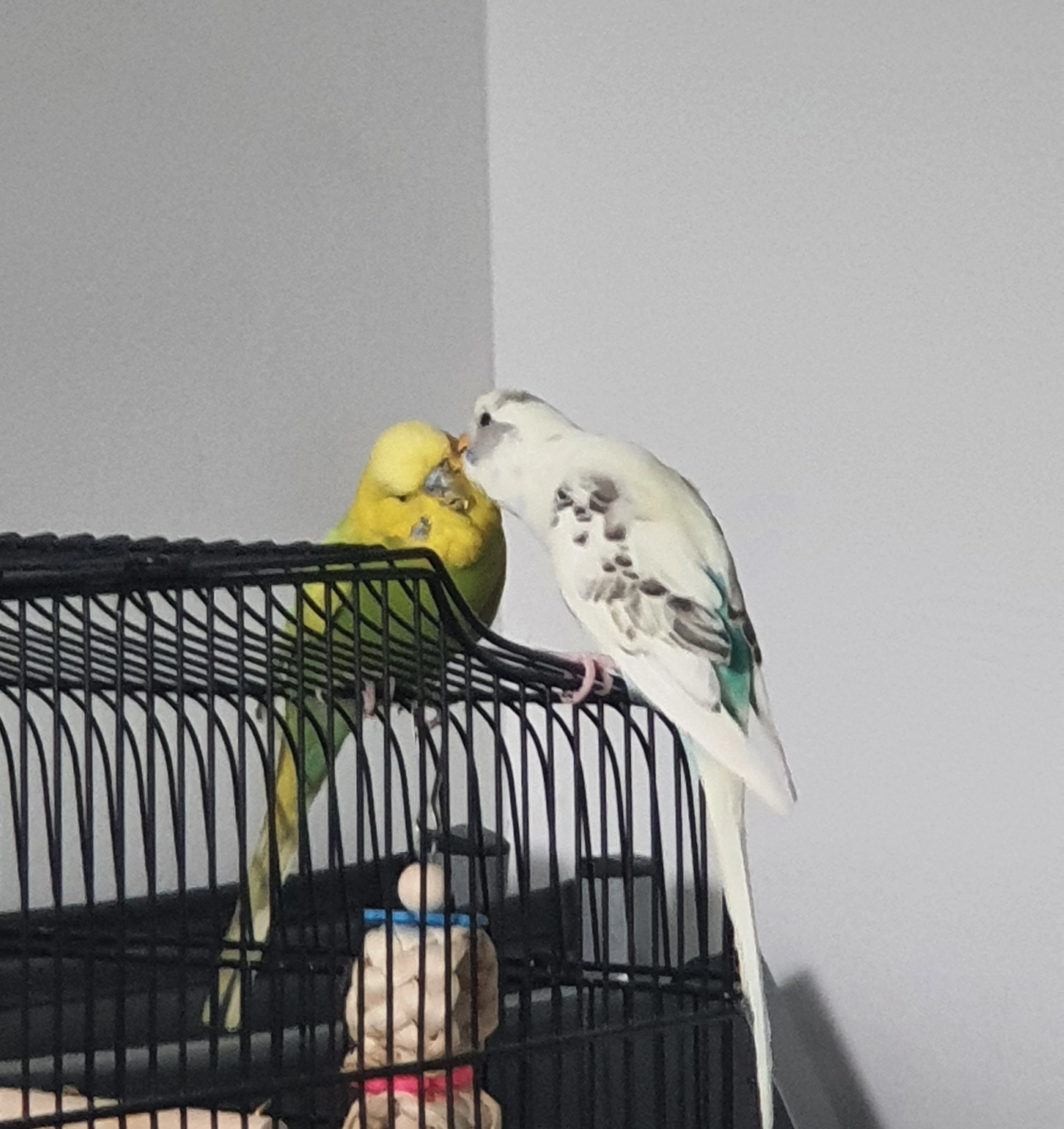 Damn These Bitches Gay As Hell Fandom