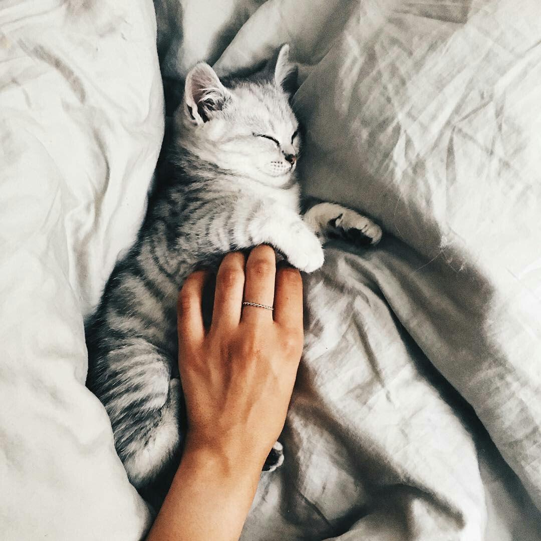 Девушка гладит кота