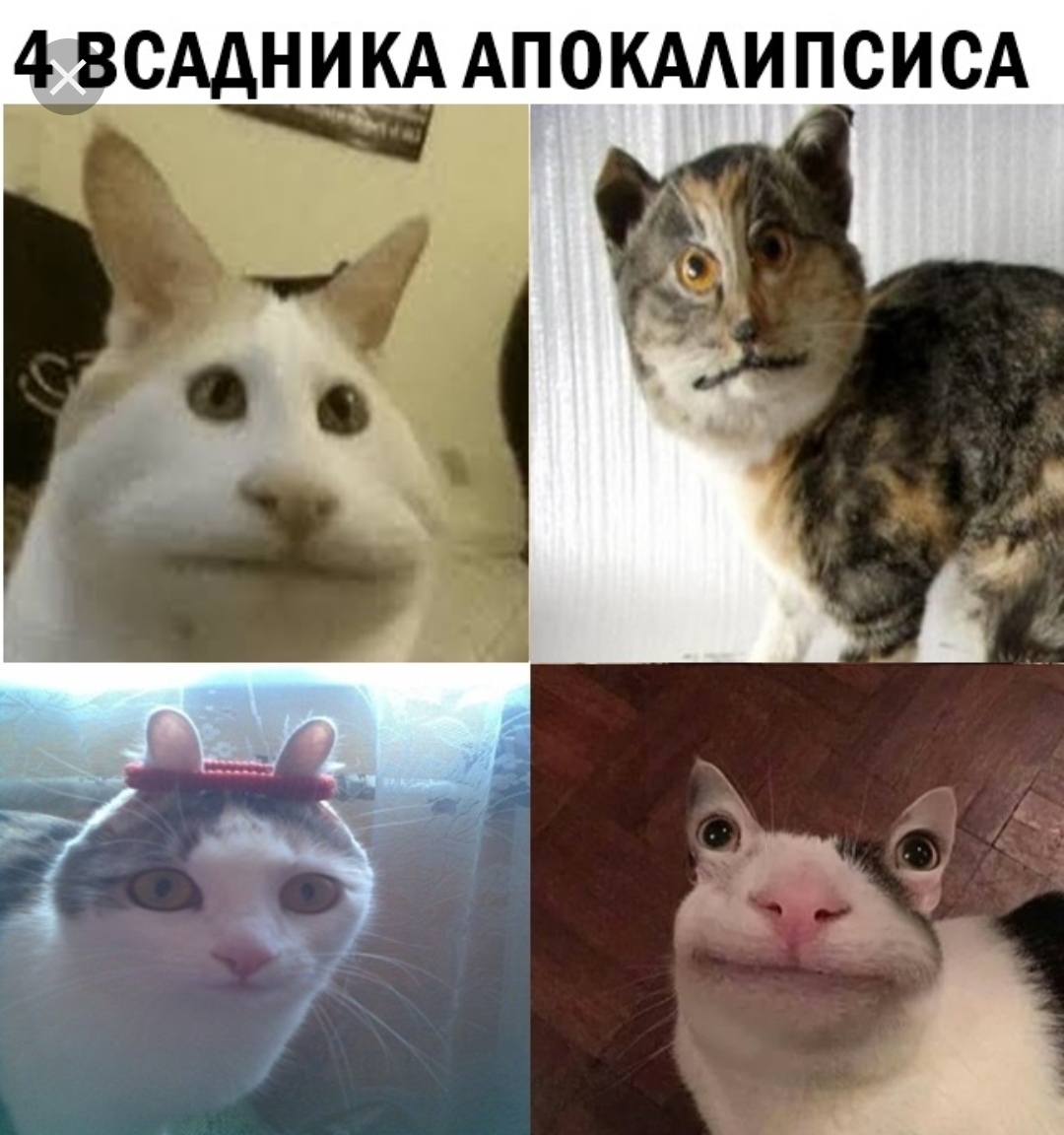 Коты мемы без надписей
