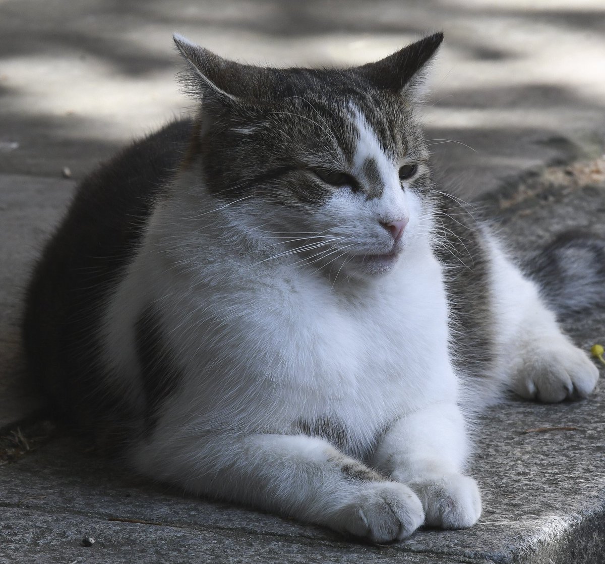 Кот Ларри мышелов