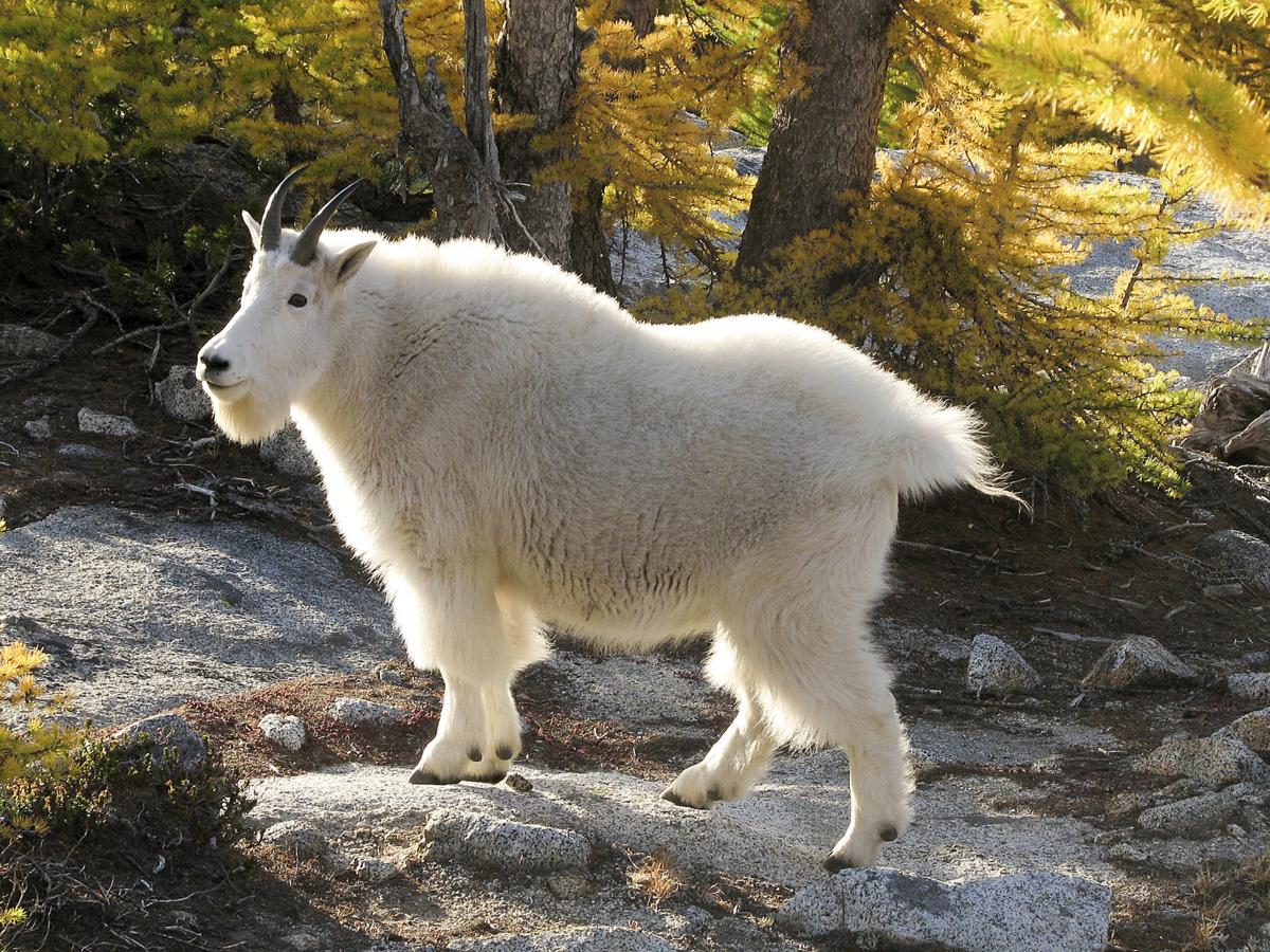 Америка животные