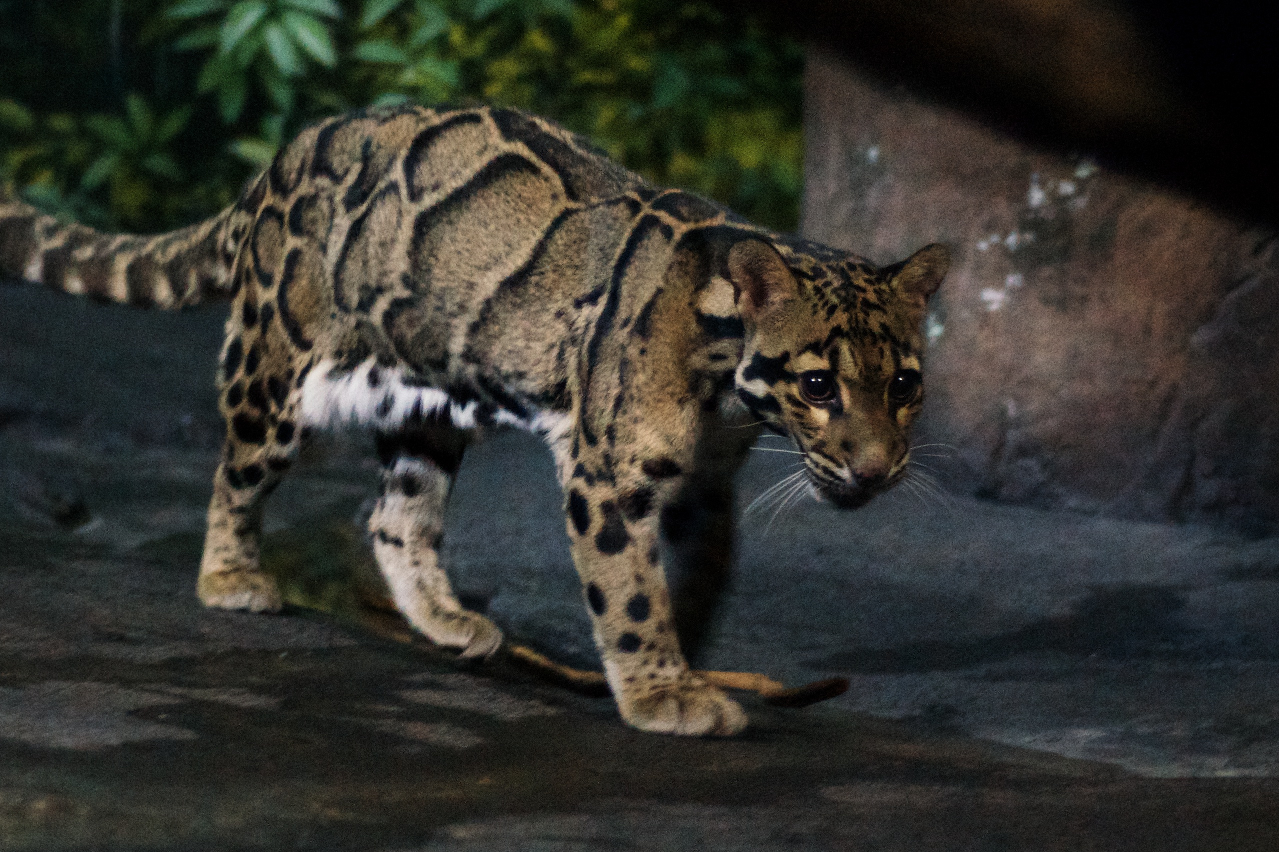 clouded leopard