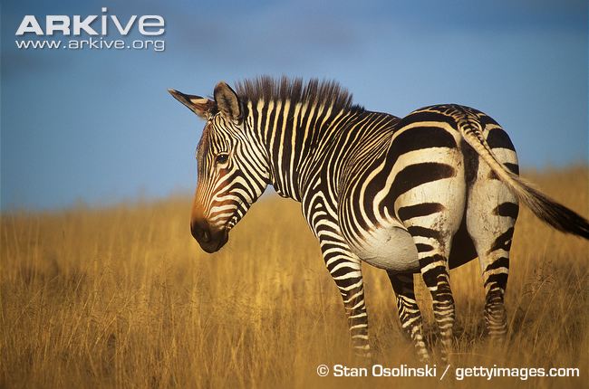 mountain zebra