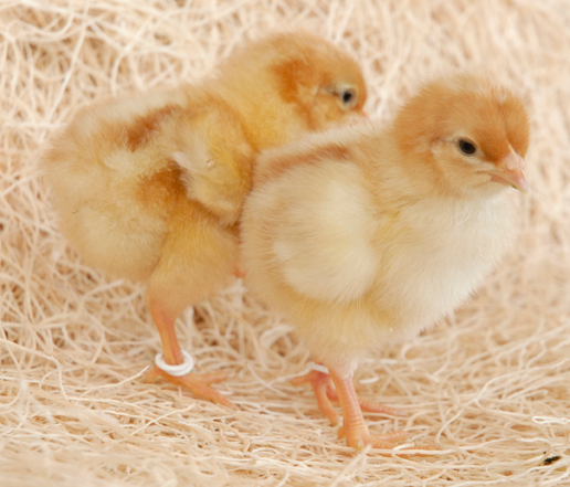 Golden comet sex linked pullets