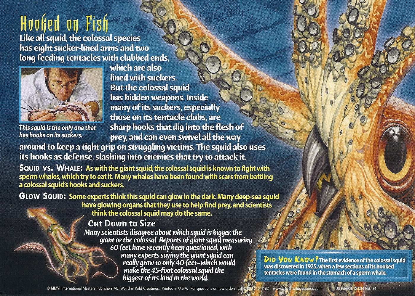 colossal squid