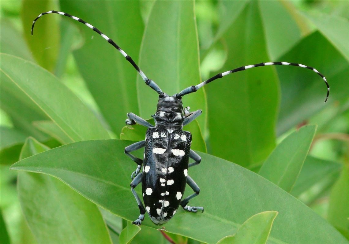 Asian long horned beetle larva id