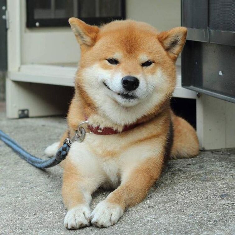 Shiba Inu  The Fandom Post