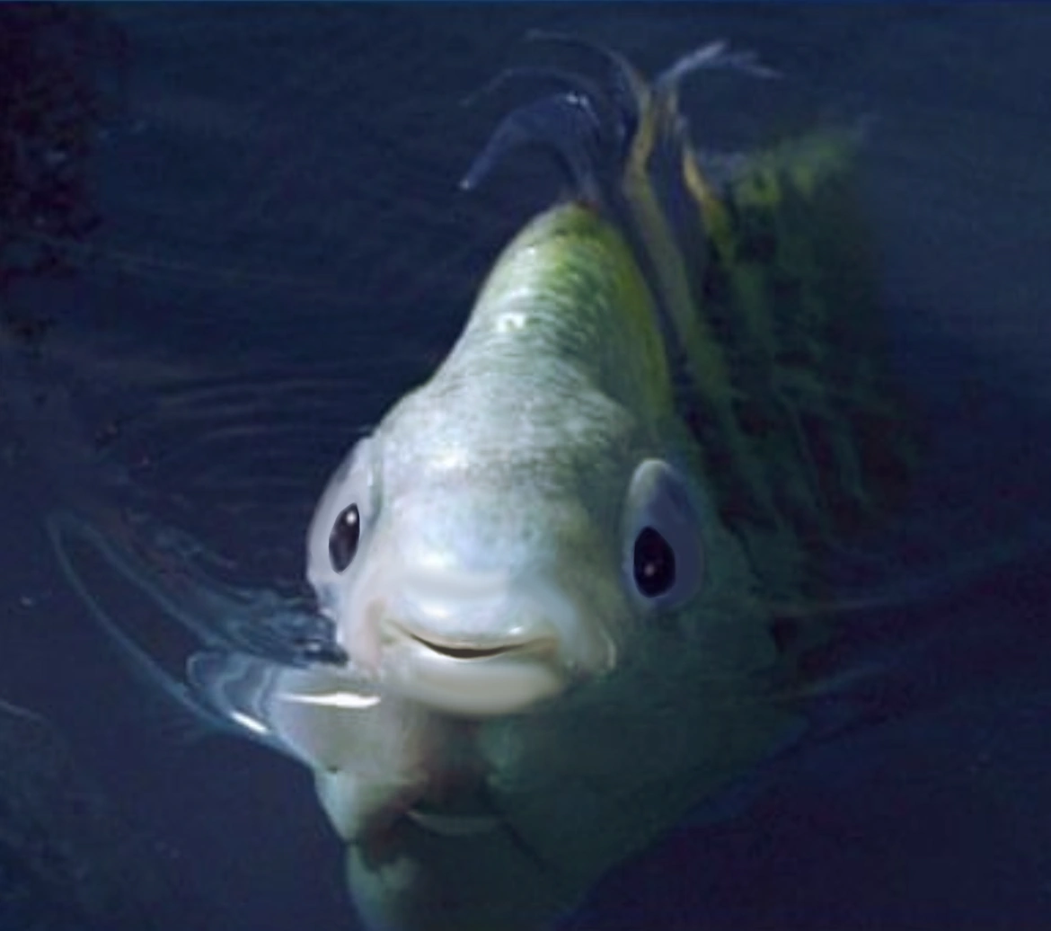 I WISH FLOUNDER LIVE ACTION LOOKS LIKE THIS Fandom