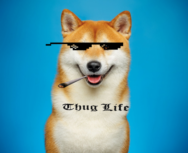 Shiba Inu  The Fandom Post