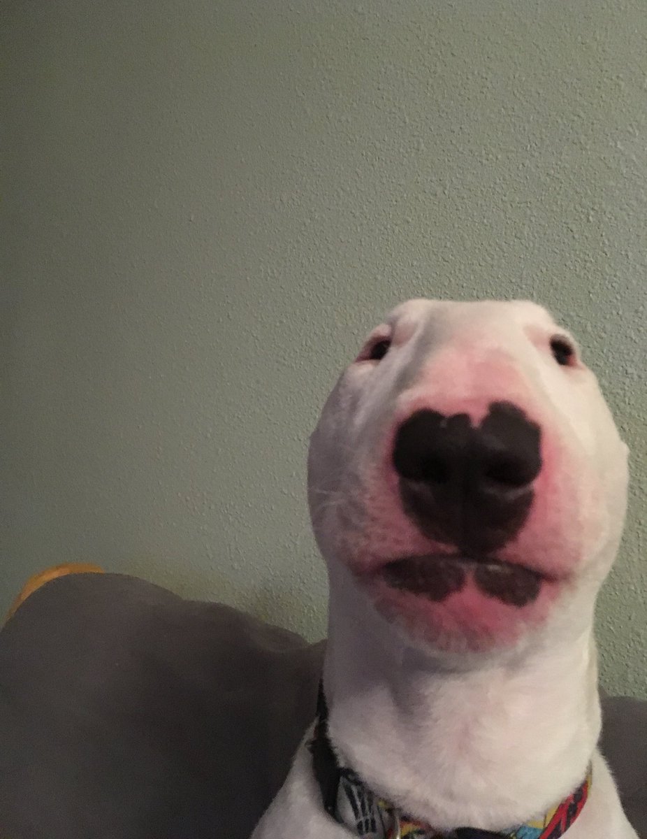 You Ever Do Something So Wrong That You Have To Rid It From The Face Of The Earth Fandom - yes this is dog meme roblox