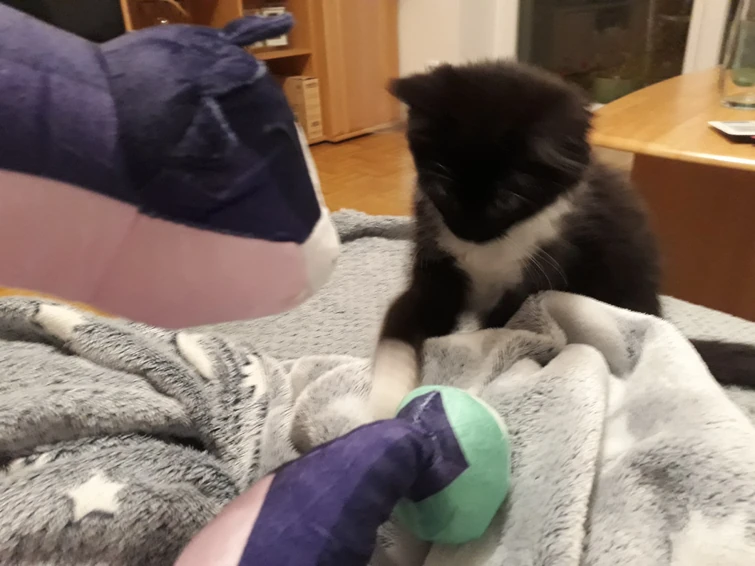 My "Palisman Domino" and Stringbean play together in real life (check