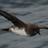 Joshthebirdnerd's avatar