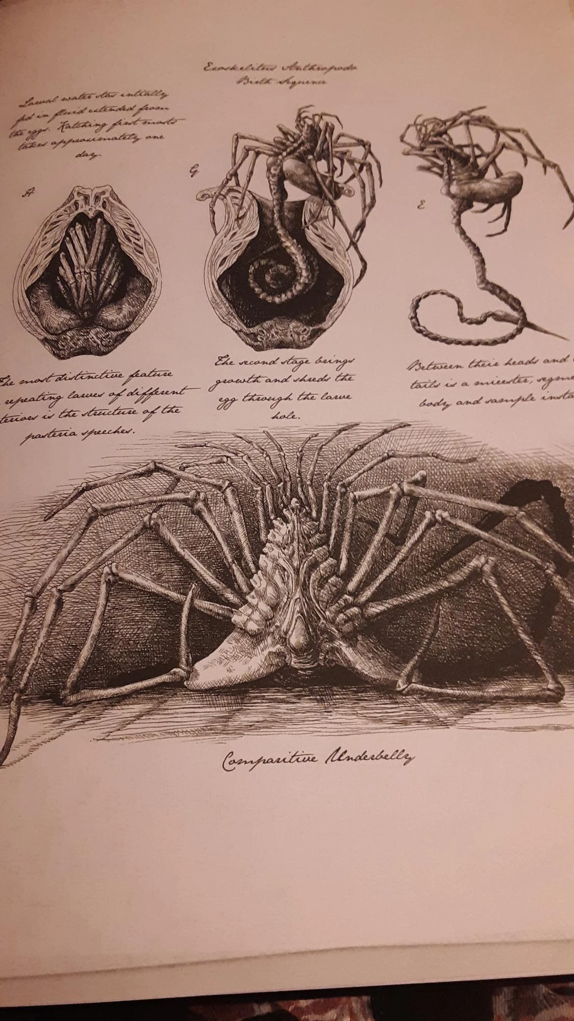 Original Facehugger? Fandom