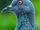 ElevenBirds