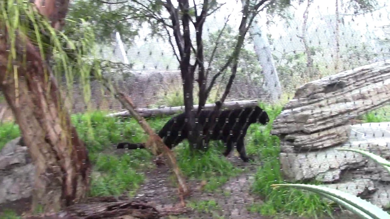 Temperate Forest and Taiga  San Diego Zoo Animals & Plants