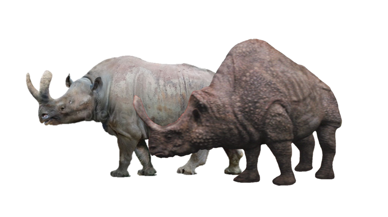 Megacerops and Embolotherium | Fandom