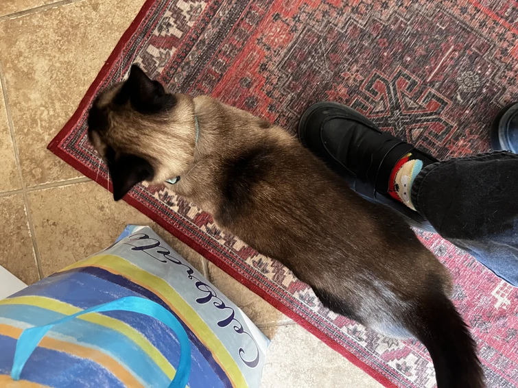 why is my siamese cat getting darker Fandom