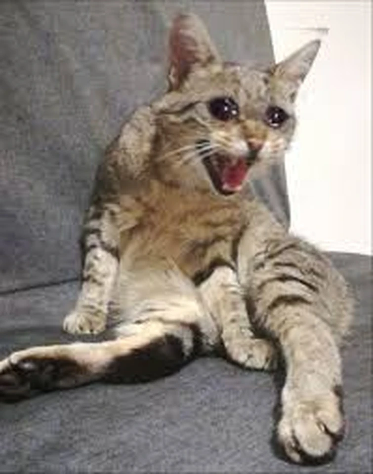 Discuss Everything About Creatures of Sonaria Wiki | Fandom