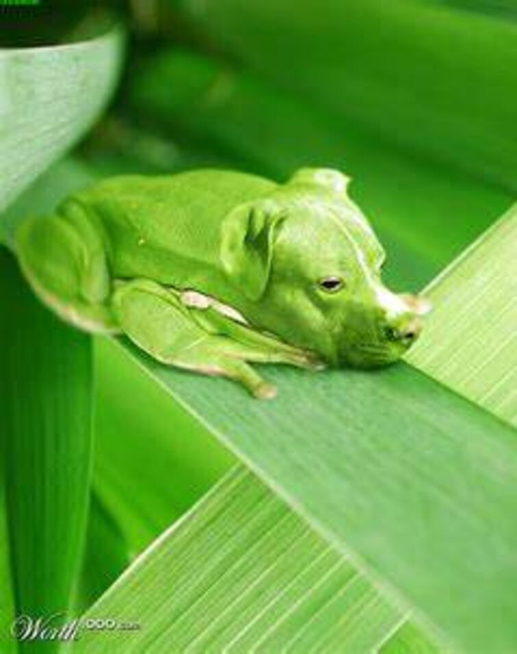 собака лягушка. собака в костюме лягушки. жаба собака. жаба собака. жабка собака.