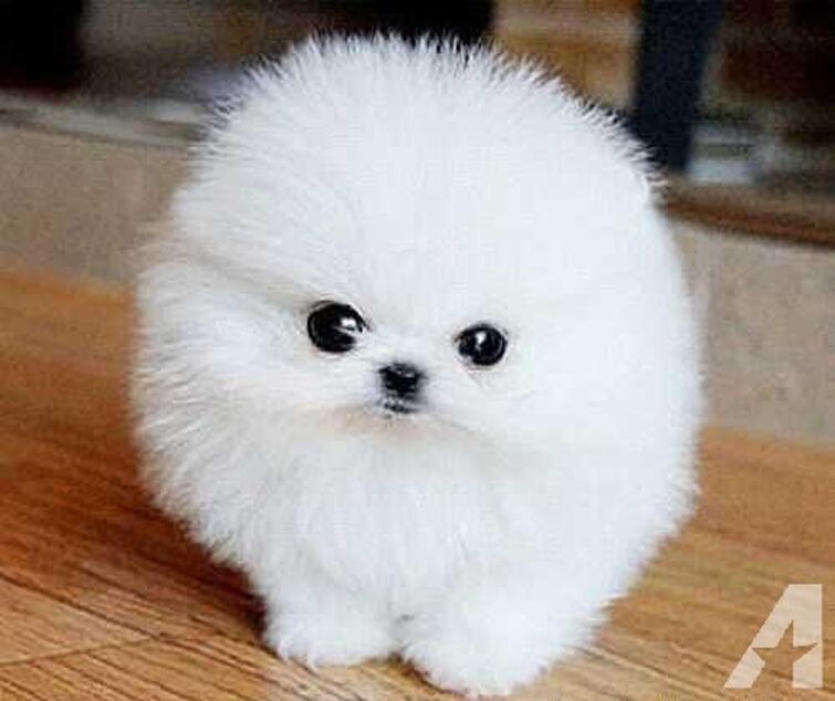 Doesn't this teacup Pomeranian look like a white pygmy puff?! | Fandom