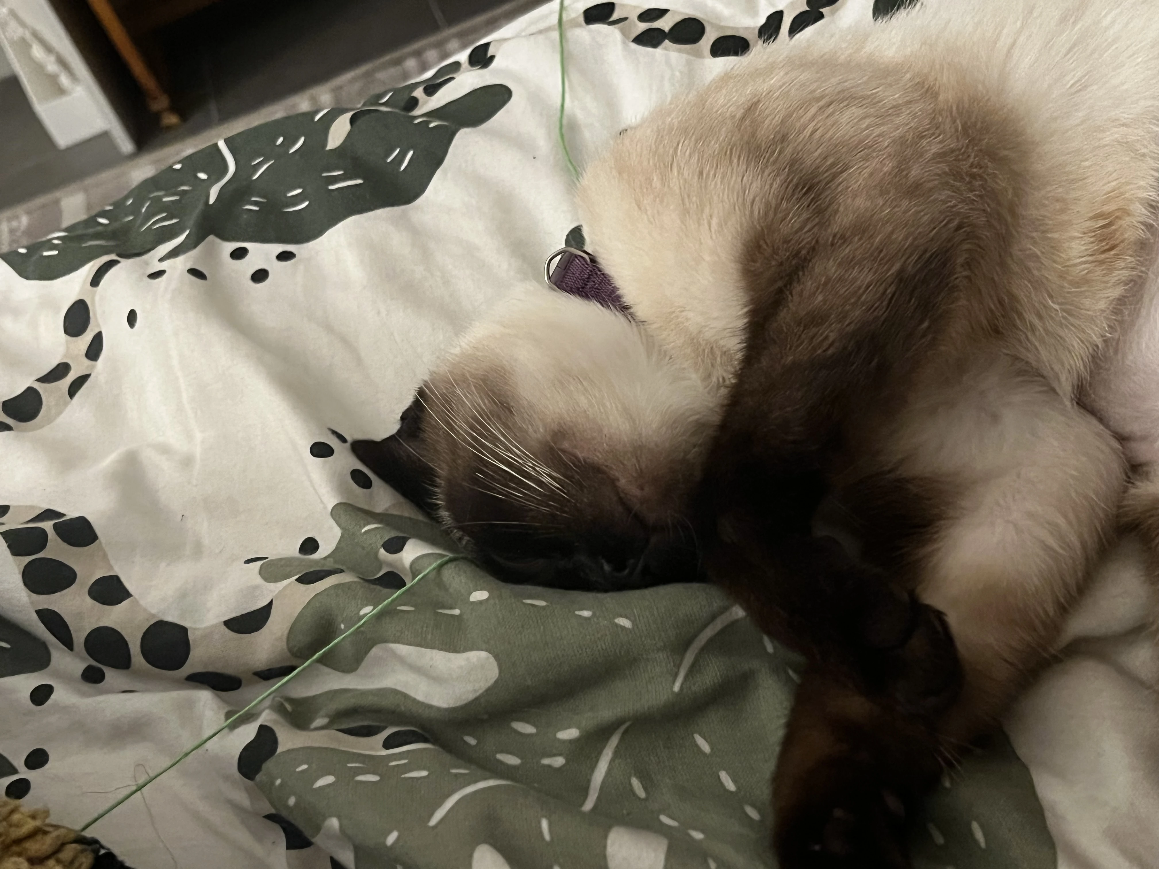 why is my siamese cat getting darker Fandom