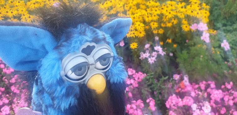 Fandom Image