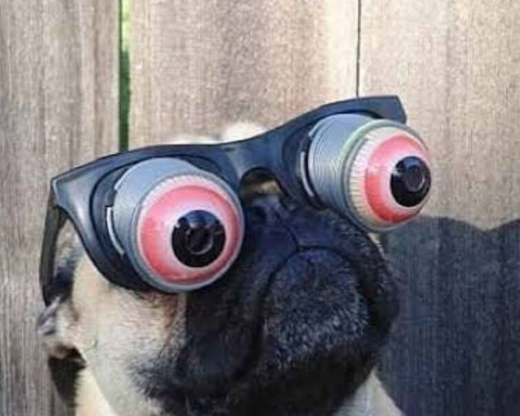 Как у мопса выпадают глаза картинки