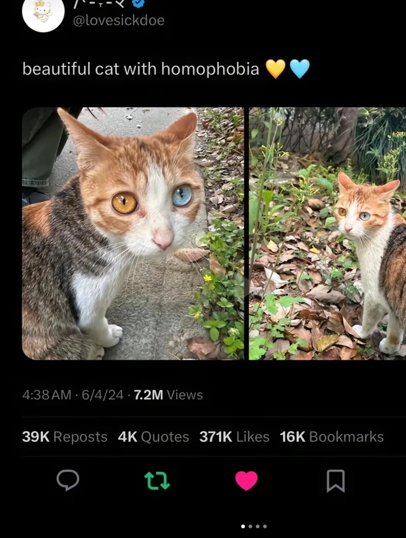 beautiful cat with homophobia 💛🩵 Fandom