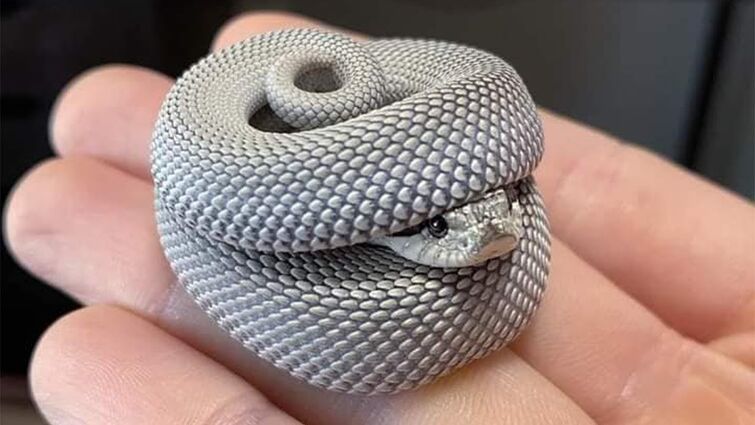Funny snake videos sales