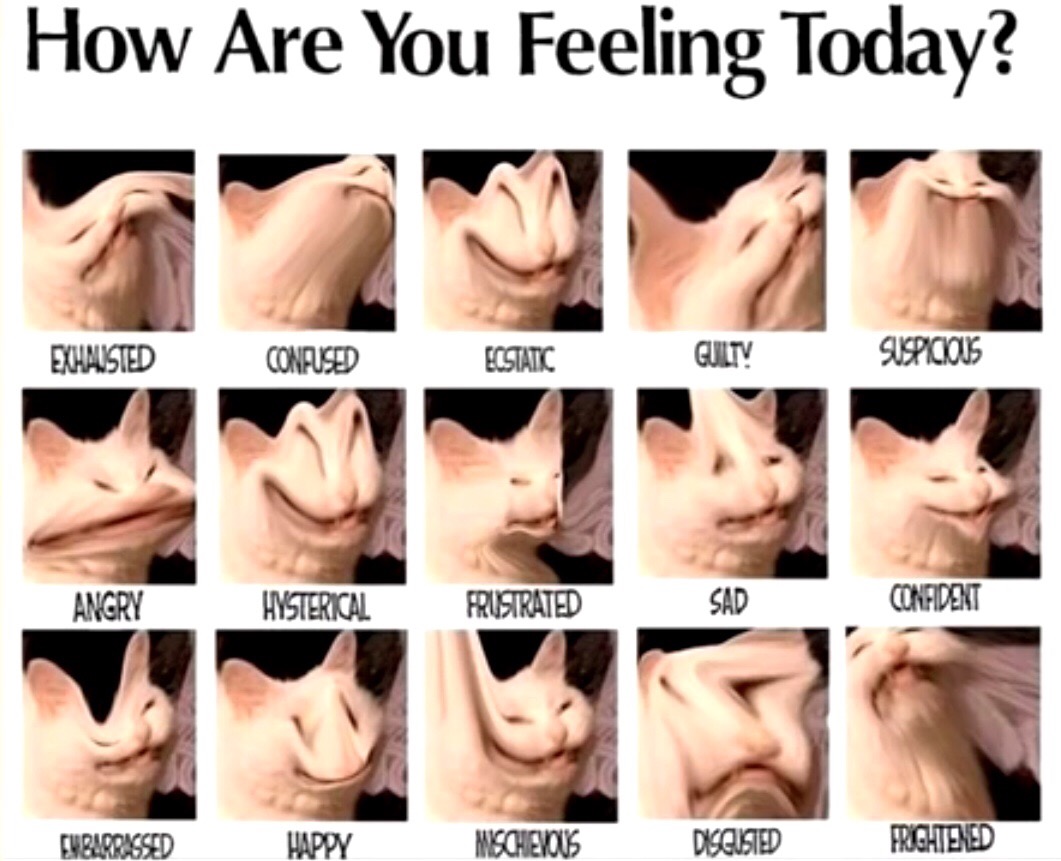 How Are U Feeling Today Fandom