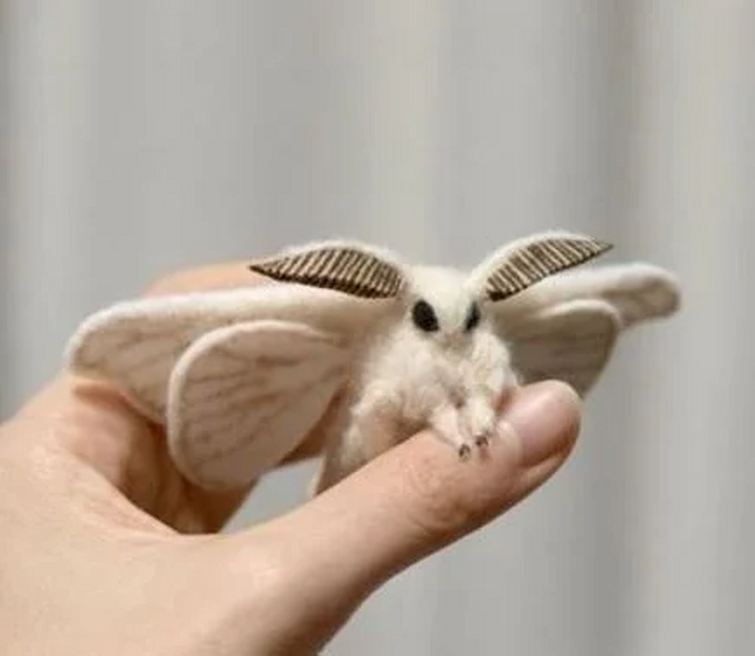 fuzzy moth