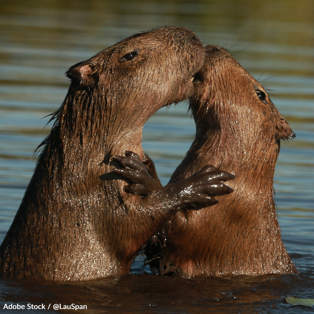 capybara-daily-fandom