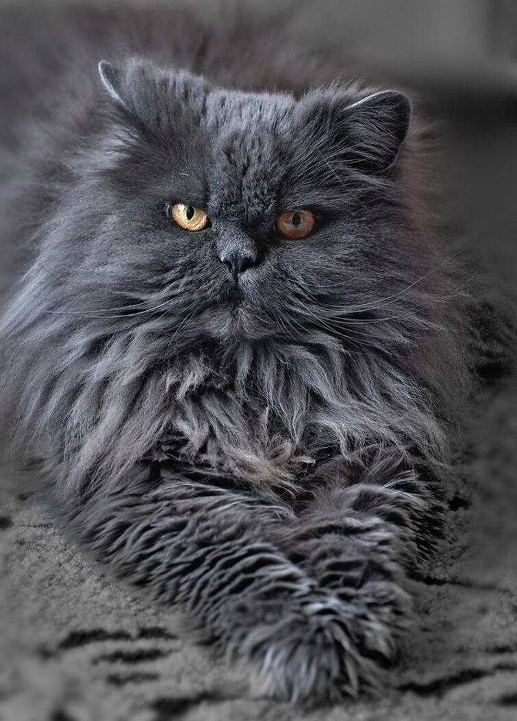 gray himalayan cat