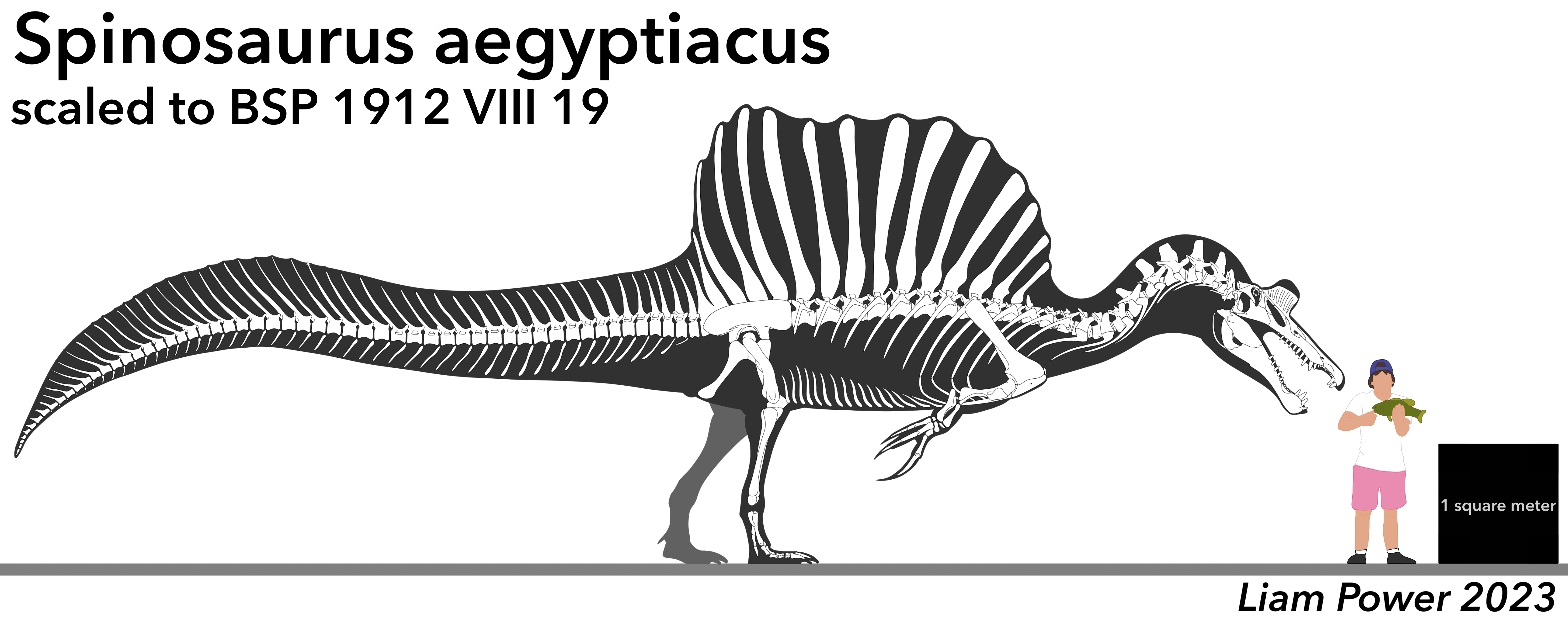 Spinosaurus Aegyptiacus Skeletal Fandom 