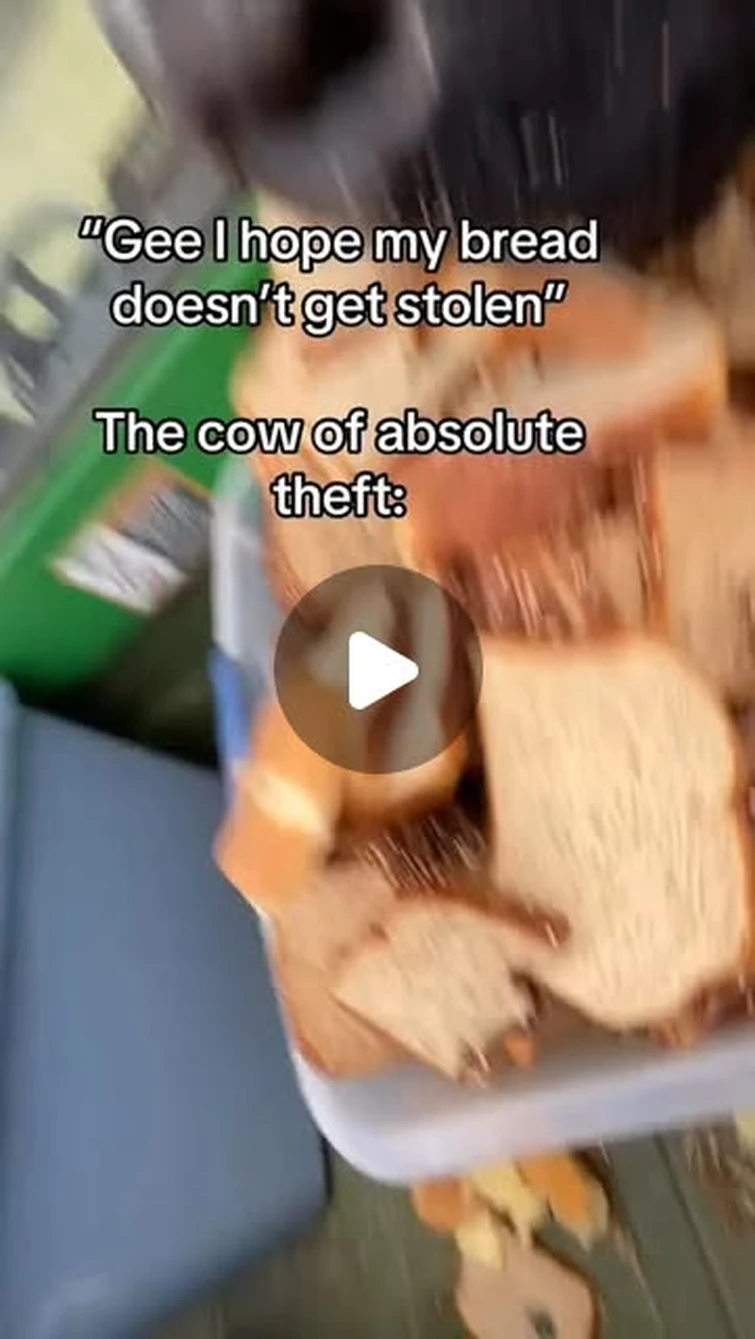 Nods from the Stable on Instagram: "the cow."