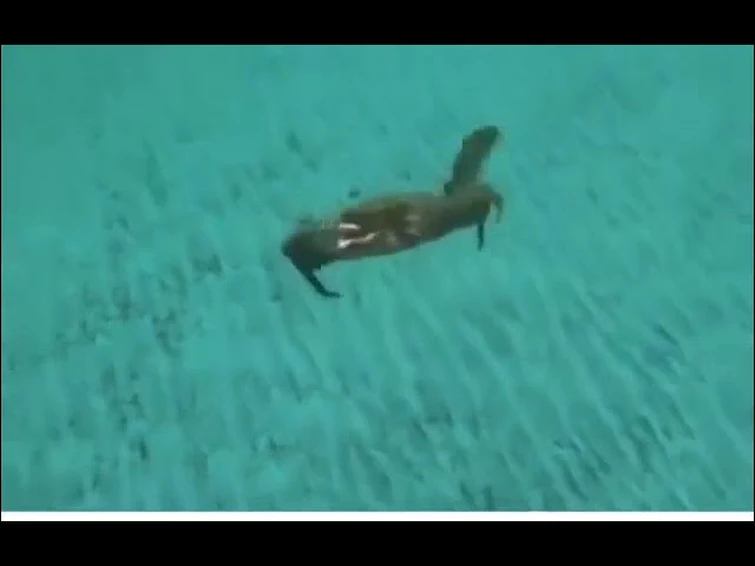 MR SQUIDWARD I SHOULD KICK YOUR FUKCIN ASS