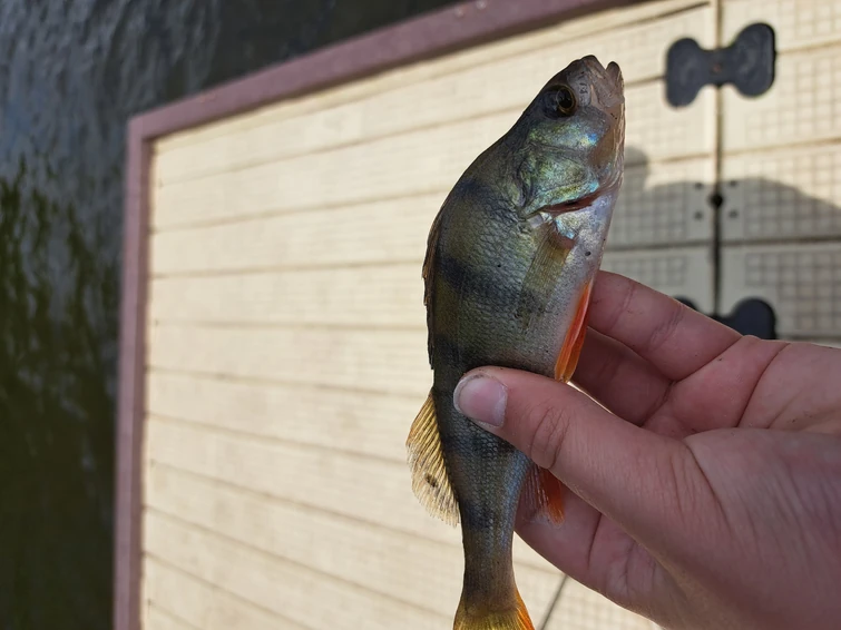 Fishing results (irl fish) | Fandom