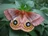 Io Moth's avatar