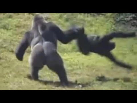 85+ [ Monky Monkey Memes ] To Swing