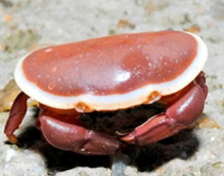 Crab that looks like pancake Fandom