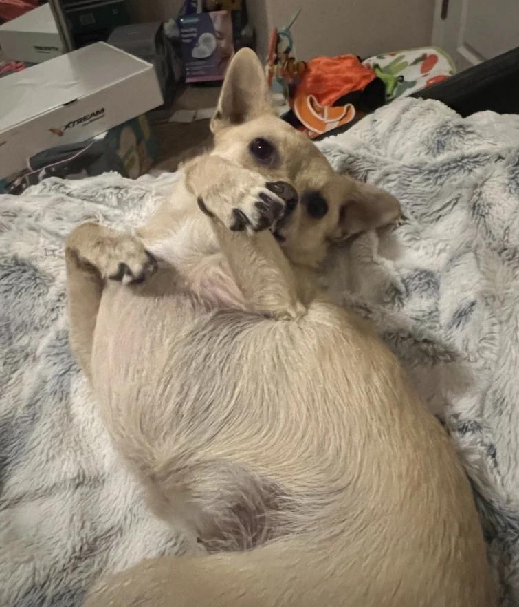 look-at-my-cat-fandom