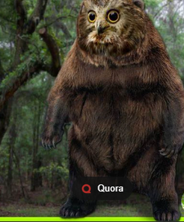 i regret looking up owl bear.. WHAT is this thing Fandom
