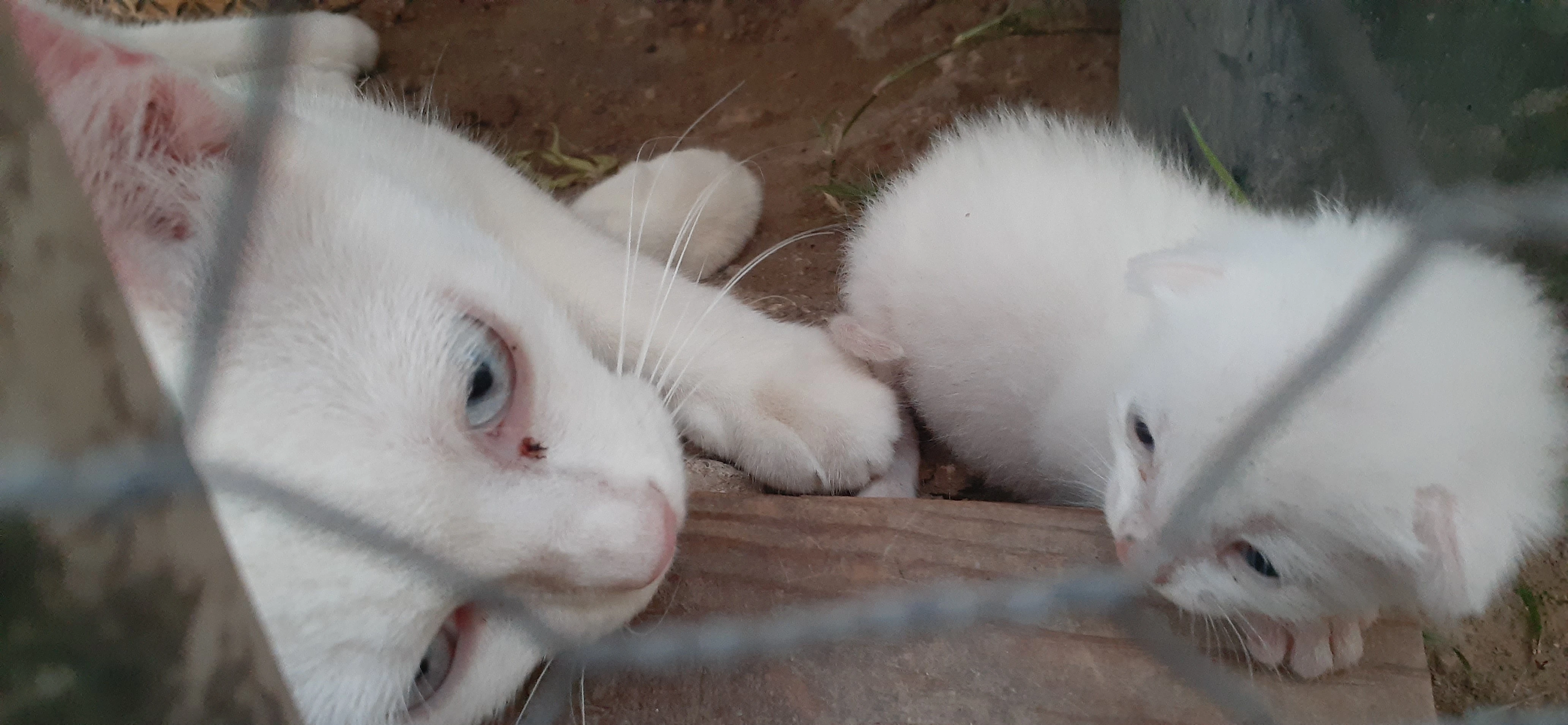 GATITO Update!!! | Fandom