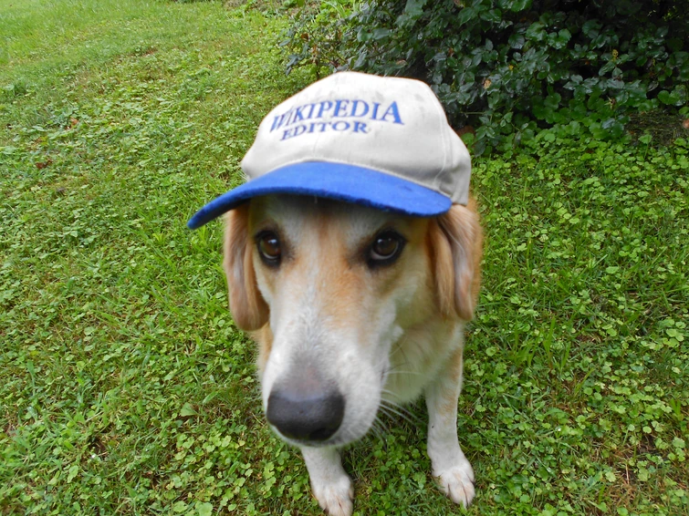 Dogs can wear hats Fandom