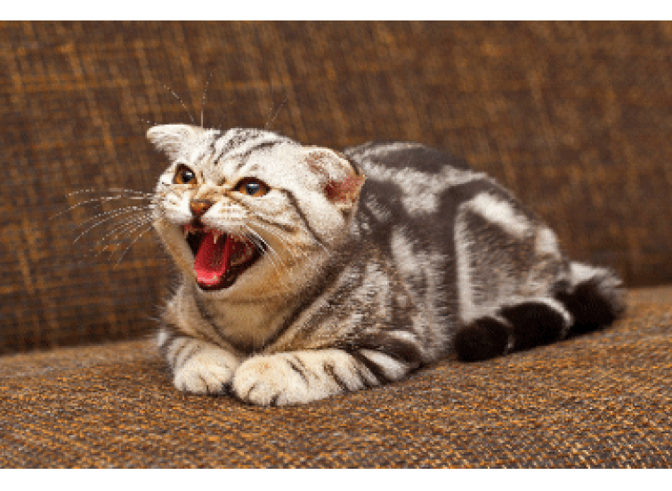 kitten hissing gif