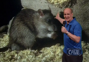 610 - RatNews.png