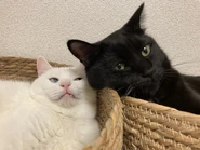 Gatos de Nozawa.