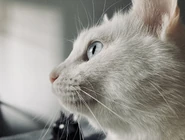 Gato blanco mirando por la ventana.