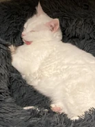 Gato blanco de Nozawa.