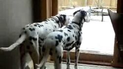 Dalmatian_Plantation